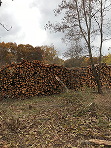 pile of cut timber at state game area