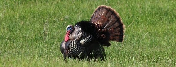bearded turkey on green grass