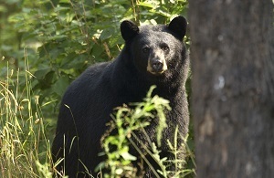 Black bear in a Michigan forest
