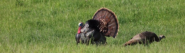 two wild turkeys on green grass