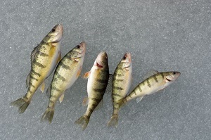 A batch of caught yellow perch, fanned out on the ice of a frozen lake