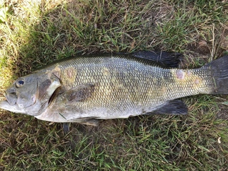smallmouth bass dead at Beaver Lake