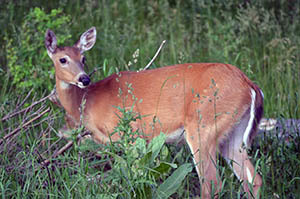 The white-tailed deer is Michigan's state game animal.