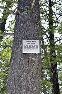 The white pine is Michigan's state tree.