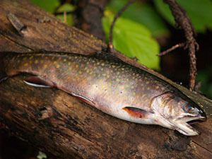 The brook trout is Michigan's state fish.