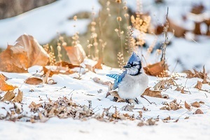 close-up view of a blue jay on the ground, among fallen autumn leaves