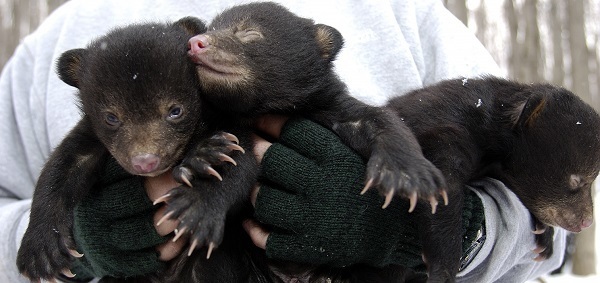 three young bear cubs held by a wildlife technician during a radio collaring effort