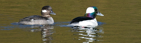 a pair of bufflehead ducks swimming
