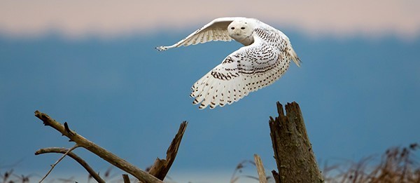 Snowy owl in flight. Photo by Mick Thompson/Flickr CC