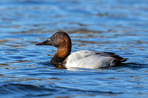 Canvasback duck swimming. Photo by Mick Thompson/Flickr CC