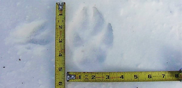 wolf track in snow, with rulers for size reference