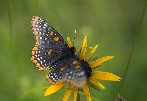 close-up view of a butterfly on a bright yellow flower