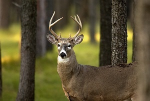close-up view of a Michigan white-tailed deer