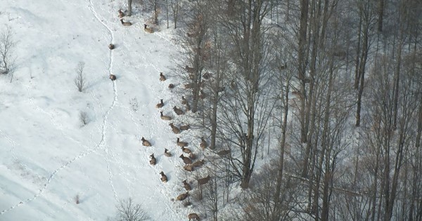 aerial photo of a group of elk in snowy forest