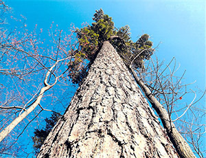 A towering white pine at Interlochen State Park is an example of the beautiful trees growing at the park.