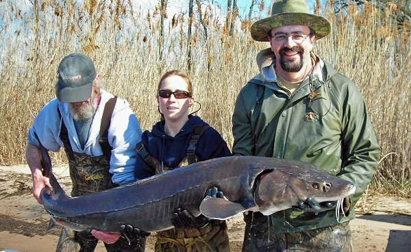 Three people hold a large sturgeon, a threatened species of Great Lakes fish