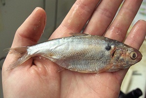 close-up view of a gizzard shad in the palm of someone's hand