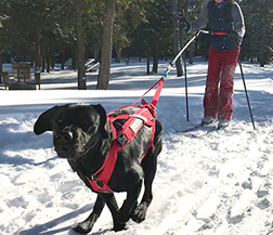 skijoring - black dog in harness pulling woman on cross-country skis