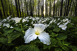 group of trilliums in forest; photo by Tom Haxby