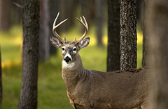 whitetail deer buck in forest