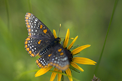butterfly on flower