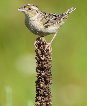 grasshopper sparrow