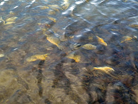 Example of a fish kill with panfish dead under the water