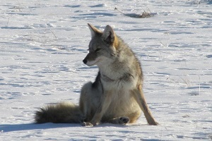 a coyote sits on the snow-covered ground