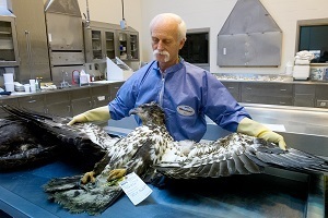 Michigan DNR wildlife pathologist Tom Cooley with an eagle