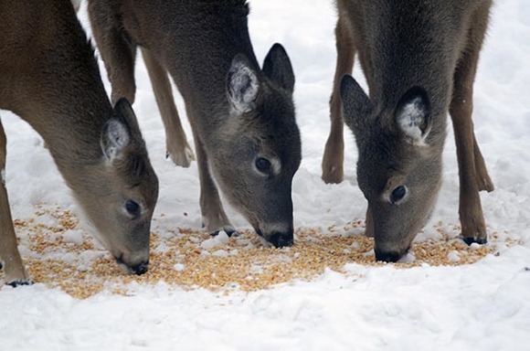 White-tailed deer feeding on corn in Marquette County.