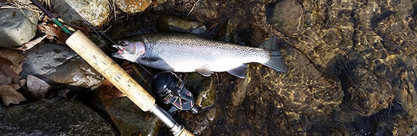 Steelhead caught in river with rod next to it
