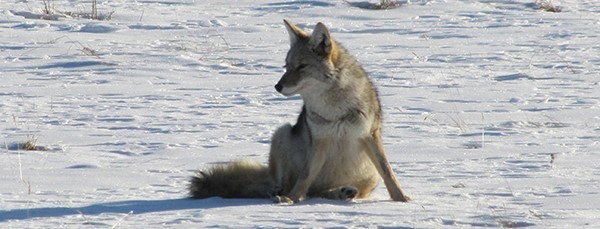 coyote on snowy ground