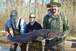 Three people in waders hold a sturgeon, along the Menominee River