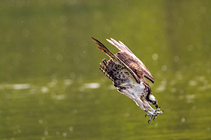 osprey diving towards water