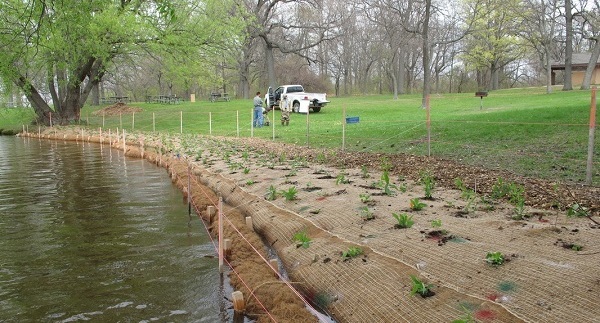 Natural shoreline planting - Michigan Natural Shoreline Partnership