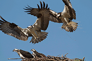 ospreys flying over next