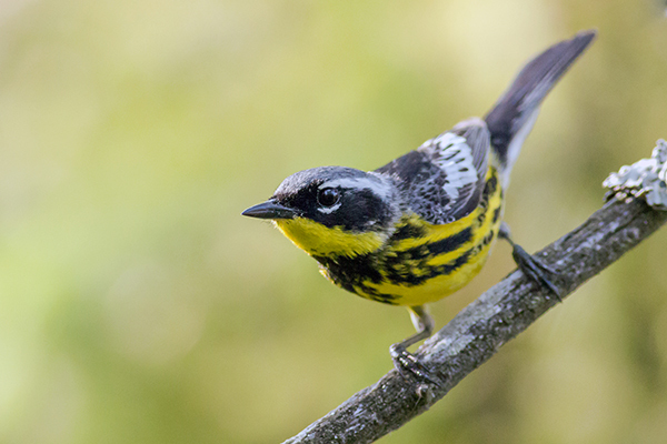 Magnolia warblers are one of many migrant species birdwatchers are looking for each spring.