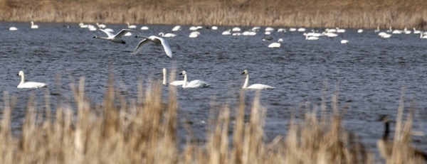 swans in and on the water at a state game area in mid-Michigan (Clinton County)