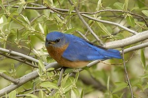bluebird in tree