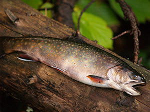 A brook trout, Michigan's state fish, is shown.