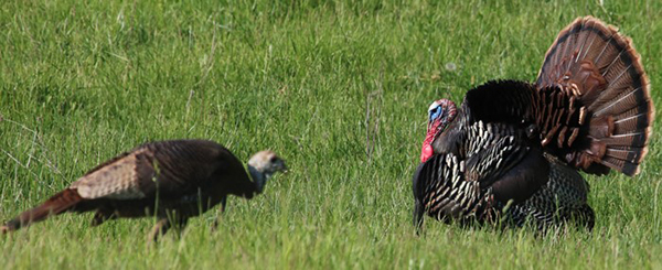 two wild turkeys on grass