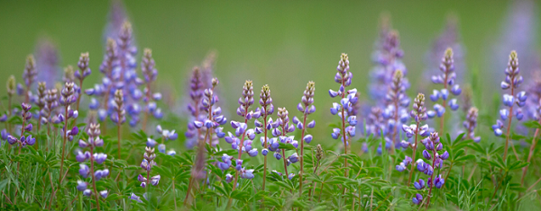 purple wildflowers in green grass
