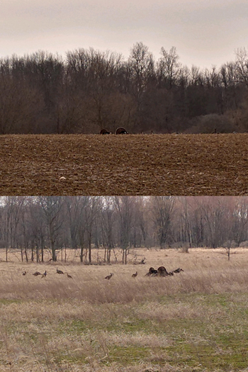 Images of turkeys in a field