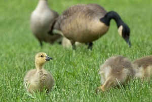Tiny goslings in the grass, with mature geese in the background