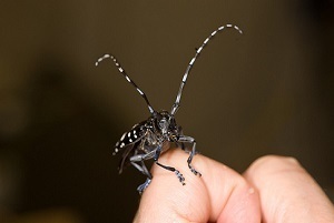 close-up view of Asian longhorned beetle on a hand, from U.S. Department of Agriculture