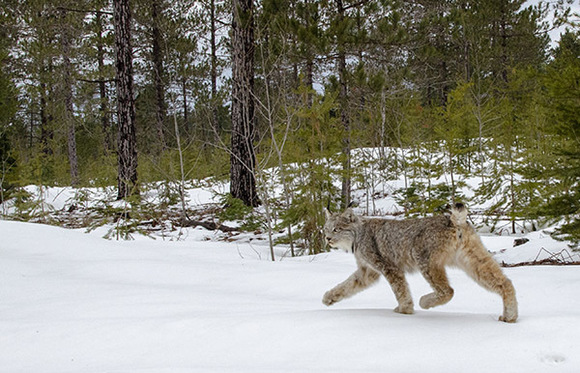 A female Canada lynx trots free in Schoolcraft County.