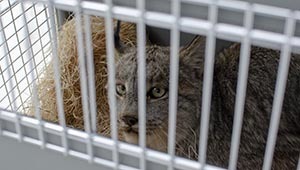 A female Canada lynx looks through the bars of her wildlife carrier just prior to her release.