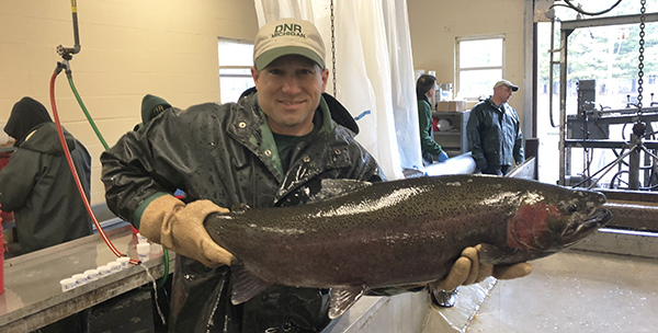 DNR fisheries biologist holding up a steelhead during the 2019 egg-take