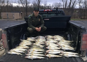 conservation officer in bed of truck with dozens of poached walleye displayed