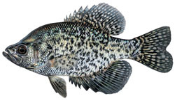 black crappie illustration